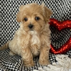 BADGER - Macho Maltipoo