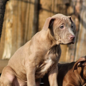 sakura pitbull terrier hembra