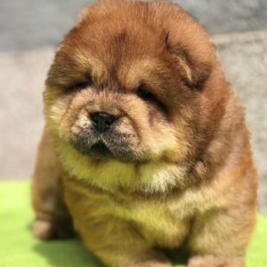 zoe chow chow hembra