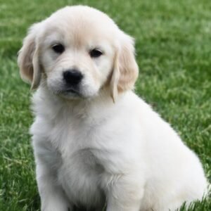 victoria golden retriever hembra