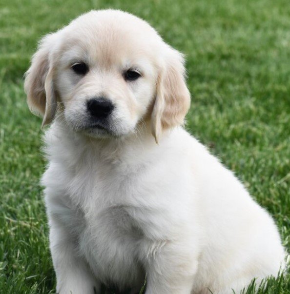 victoria golden retriever hembra victoria golden retriever hembra