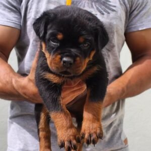 sam macho rottweiler