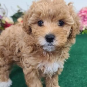 abigail hembra maltipoo