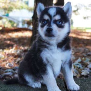 Alice - Cachorra Hembra Pomsky