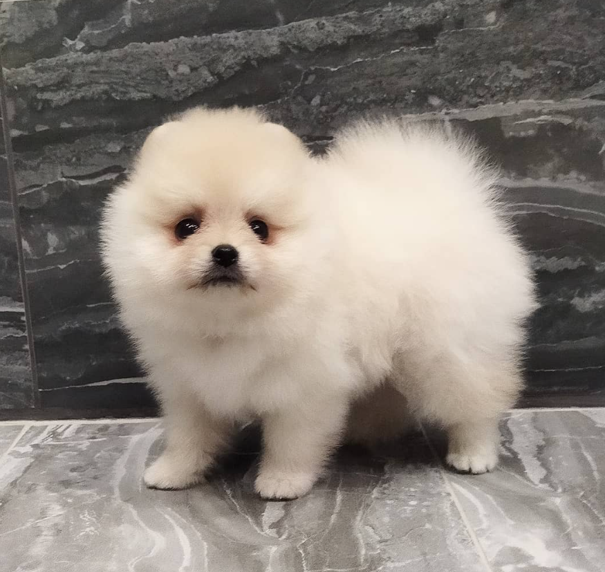 alice pomeranian hembra alice pomeranian hembra