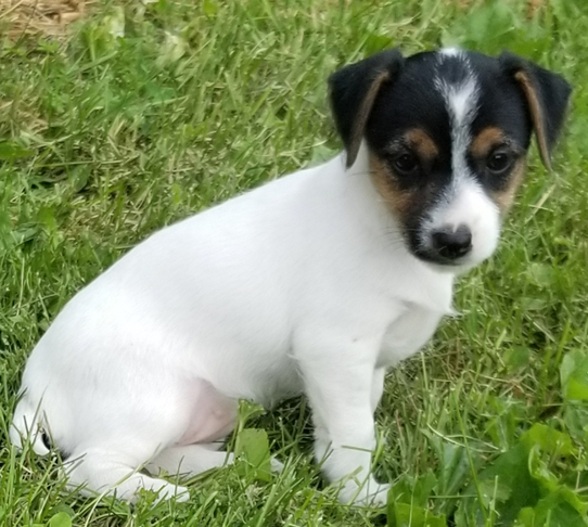 angel jack russell terrier hembra angel jack russell terrier hembra