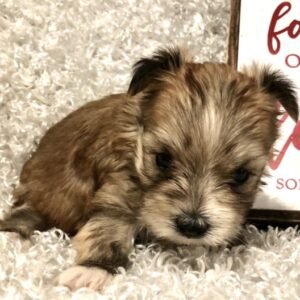 anna belle morkie hembra