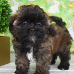 Axel - Shih Poo Macho