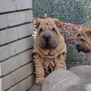 Bray - Shar Pei Macho