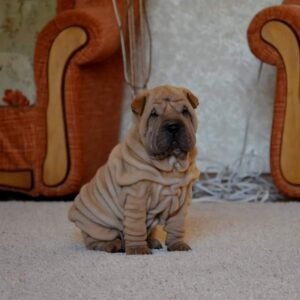 Brayton - Shar Pei Macho
