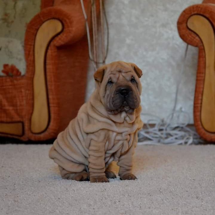 Brayton - Shar Pei Macho