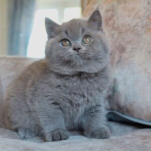 baloo gatito british shorthair macho