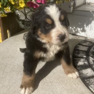 barry perro de montaña bernés macho