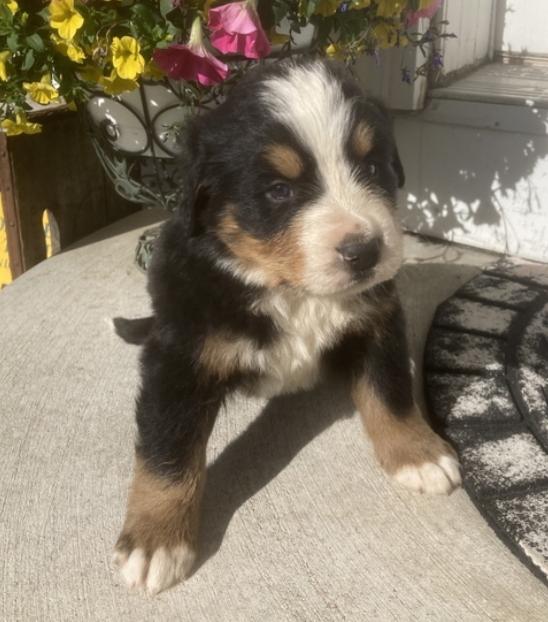 barry perro de montaña bernés macho barry perro de montaña bernés macho