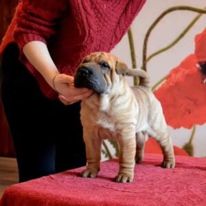 Charlie - Shar Pei Macho