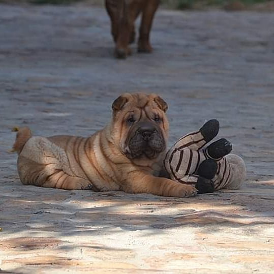 Chloe - Shar Pei Hembra