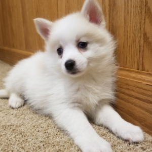 Callie - Cachorra Hembra Pomsky