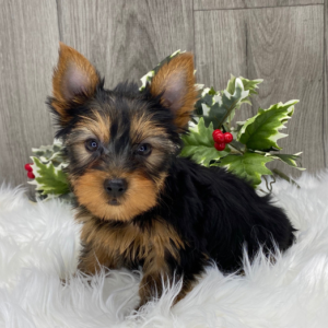 Chester - Yorkshire Terrier Macho