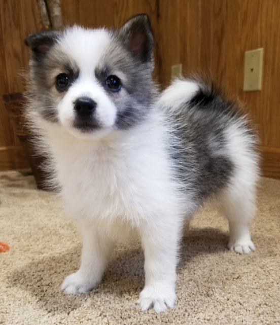 Shief - Cachorro Macho Pomsky
