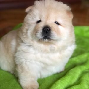 bailey chow chow macho