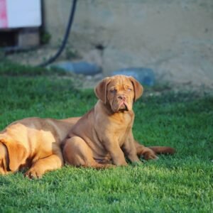 Cindy - Hembra Cachorra de Mastín Francés (Dogo de Burdeos)