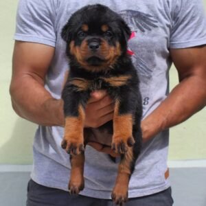 klara hembra rottweiler