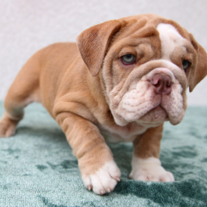 daphne bulldog inglés hembra