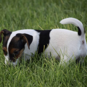 Dove - Jack Russell Terrier Hembra