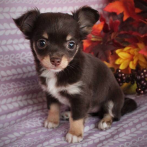 dovie hembra chihuahua