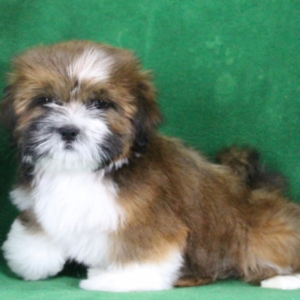 elmo lhasa apso macho