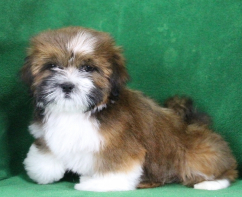 elmo lhasa apso macho elmo lhasa apso macho