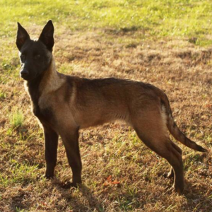 Freedom - Cachorra Hembra Malinois