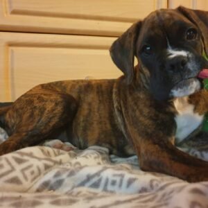 Gina - Hembra Cachorra de Bóxer