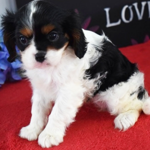 Glory - Cavalier King Charles Spaniel Hembra