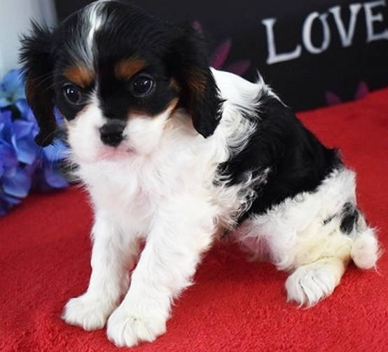 Glory - Cavalier King Charles Spaniel Hembra