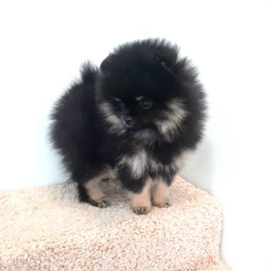 Goodwin - Pomeranian Macho
