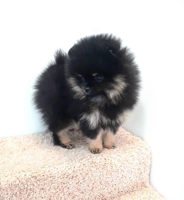 Goodwin - Pomeranian Macho