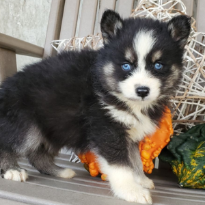 Heidi - Cachorra Hembra Pomsky