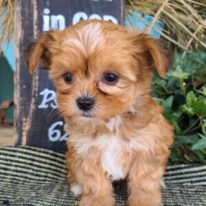 Jax - Macho Shorkie (Shih Tzu + Yorkshire Terrier)