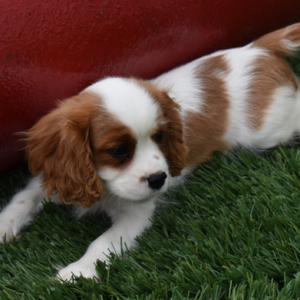 Jazz - Cavalier King Charles Spaniel Macho