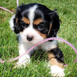 Jethro - Cavalier King Charles Spaniel Macho