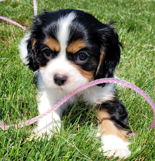 Jethro - Cavalier King Charles Spaniel Macho
