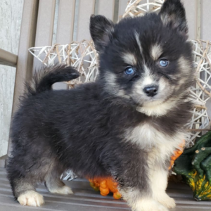 June - Cachorra Hembra Pomsky