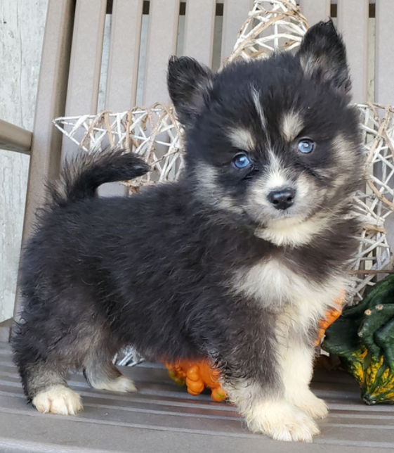 June - Cachorra Hembra Pomsky