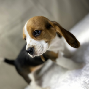 Kayla — Beagle Hembra