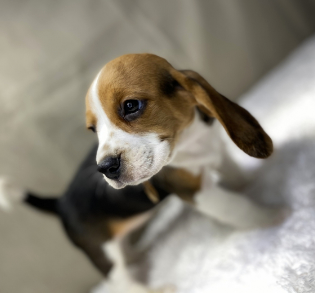 Kayla — Beagle Hembra