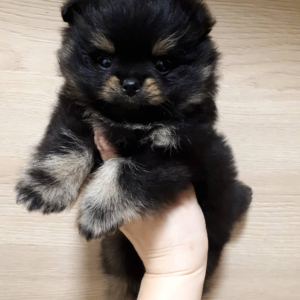 Larry - Pomeranian Macho