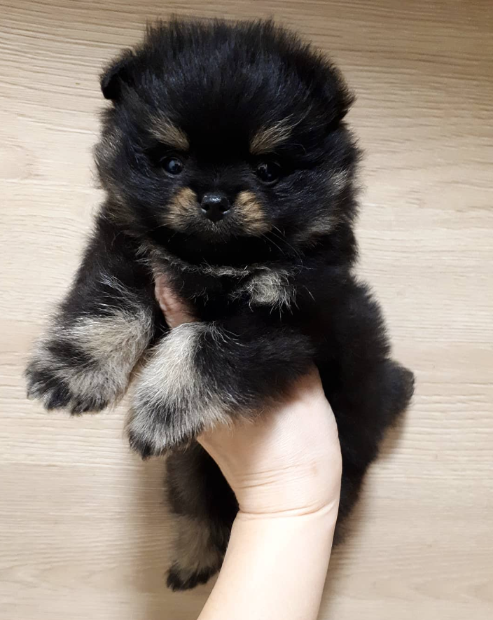 Larry - Pomeranian Macho