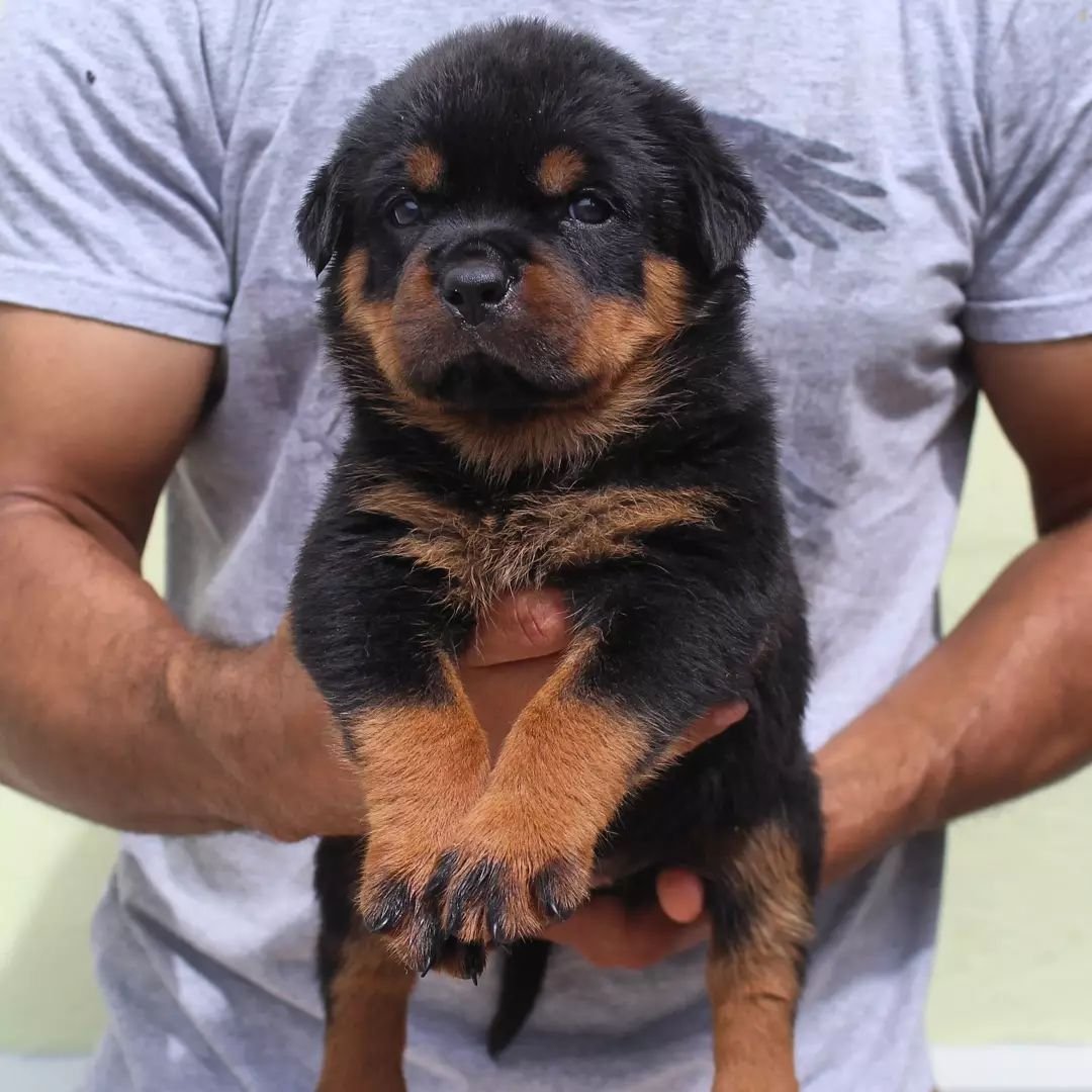Leo - Macho Rottweiler
