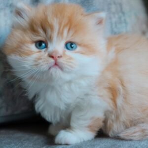 lio gatito british shorthair macho